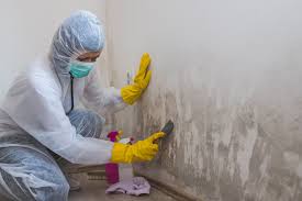 Environmental Consulting for Mold Prevention